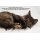 MACs Cat 400g Lachs & Huhn